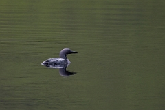 David Plant Photography - Wildlife Photography - Black-throated diver - C