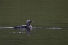 David Plant Photography - Wildlife Photography - Black-throated diver - D