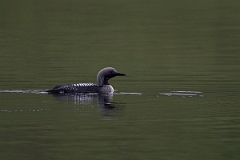 David Plant Photography - Wildlife Photography - Black-throated diver - E
