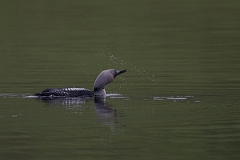 David Plant Photography - Wildlife Photography - Black-throated diver - F