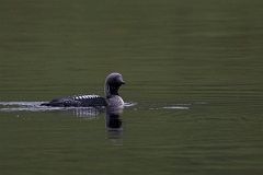 David Plant Photography - Wildlife Photography - Black-throated diver - G