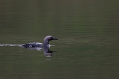 David Plant Photography - Wildlife Photography - Black-throated diver - H