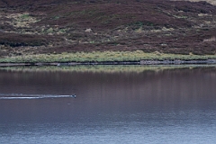David Plant Photography - Wildlife Photography - Black-throated diver - I