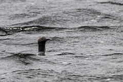 David Plant Photography - Wildlife Photography - Black-throated diver - J