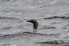 David Plant Photography - Wildlife Photography - Black-throated diver - K