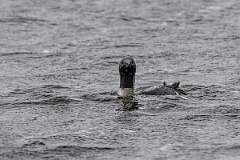 David Plant Photography - Wildlife Photography - Black-throated diver - L