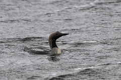 David Plant Photography - Wildlife Photography - Black-throated diver - M