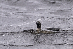 David Plant Photography - Wildlife Photography - Black-throated diver - N