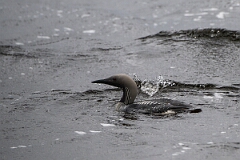 David Plant Photography - Wildlife Photography - Black-throated diver - O