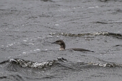 David Plant Photography - Wildlife Photography - Black-throated diver - P
