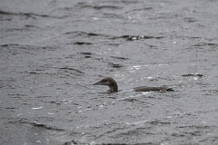David Plant Photography - Wildlife Photography - Black-throated diver - Q
