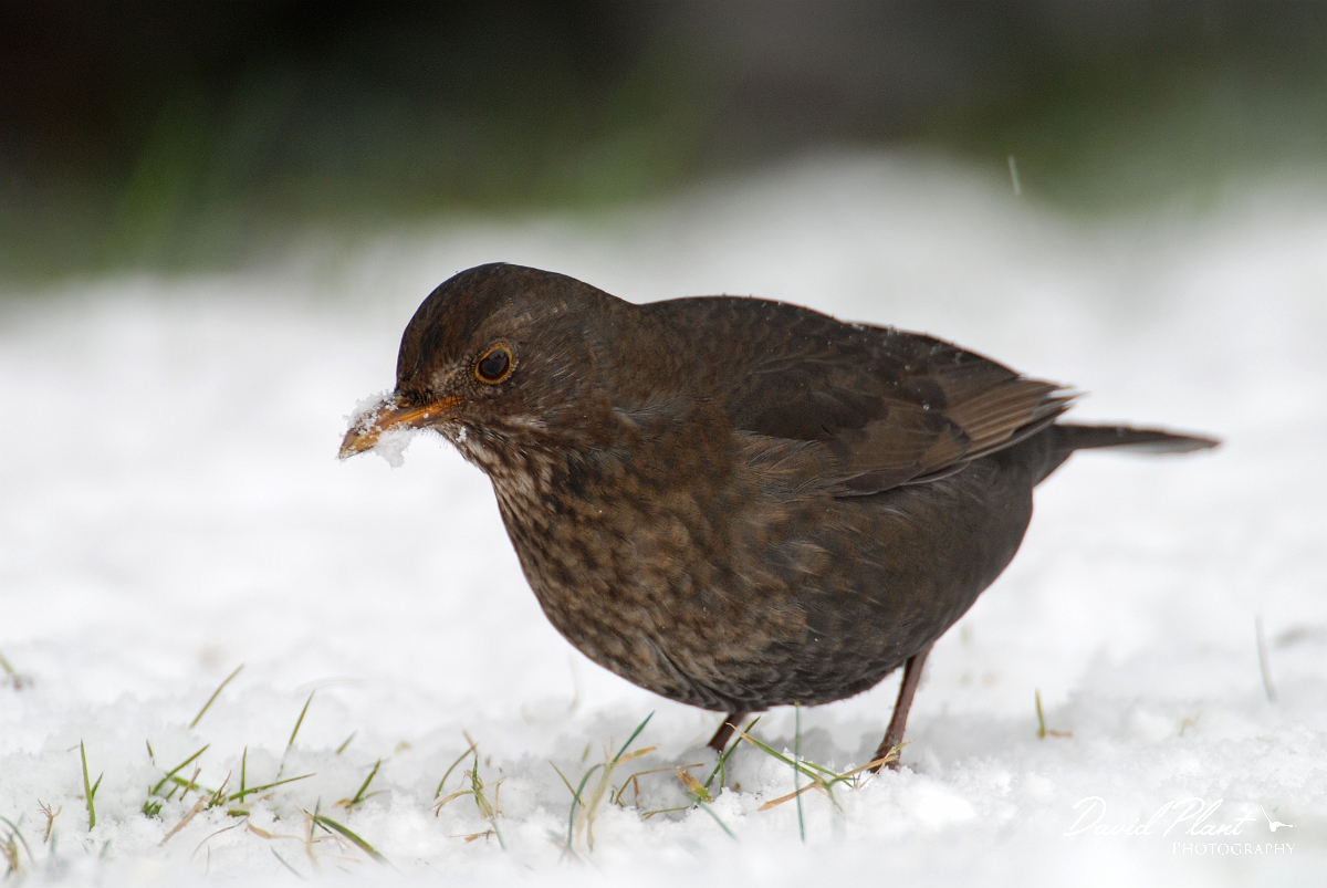 David Plant Photography - Wildlife Photographer - Blackbird female - A.jpg - Blackbird, Turdus merula, female in the snow - Gloucestershire