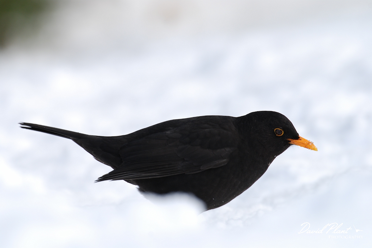David Plant Photography - Wildlife Photographer - Blackbird male - C.JPG - Blackbird, Turdus merula, male in the snow - Gloucestershire