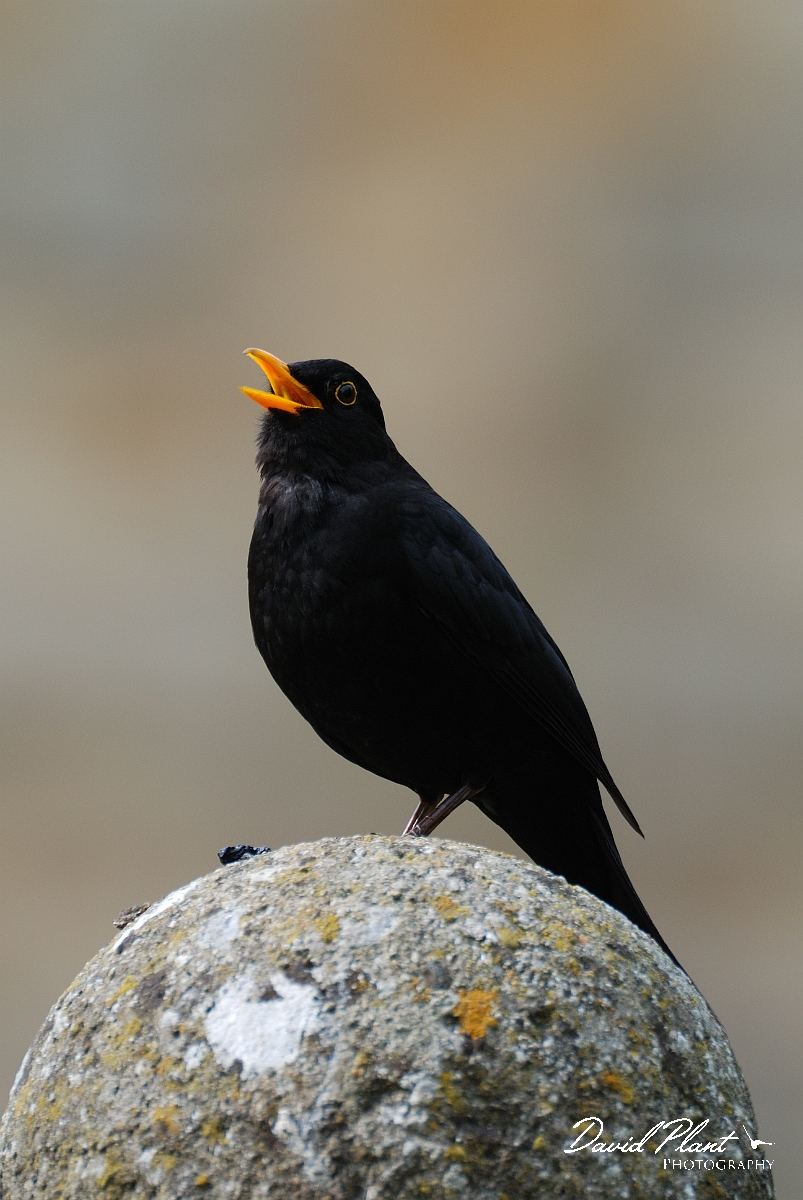 David Plant Photography - Wildlife Photographer - Blackbird male - E.jpg - Blackbird, Turdus merula, male - Gloucestershire