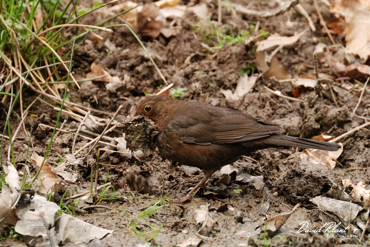 David Plant Photography - Wildlife Photography - Blackbird - G.jpg - Blackbird, Turdus merula, female with nesting material - Forest of Dean