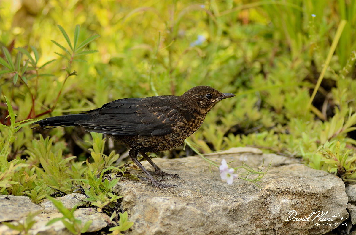 David Plant Photography - Wildlife Photography - Blackbird - H.jpg - Blackbird, Turdus merula, juvenile - Cotswolds
