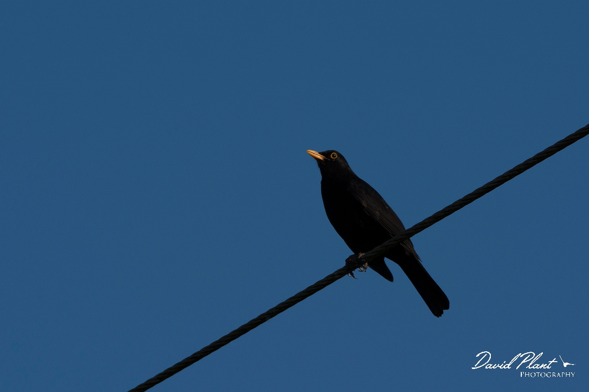 David Plant Photography - Wildlife Photography - Blackbird - K.jpg - Blackbird, Turdus merula, male - Cambridgeshire