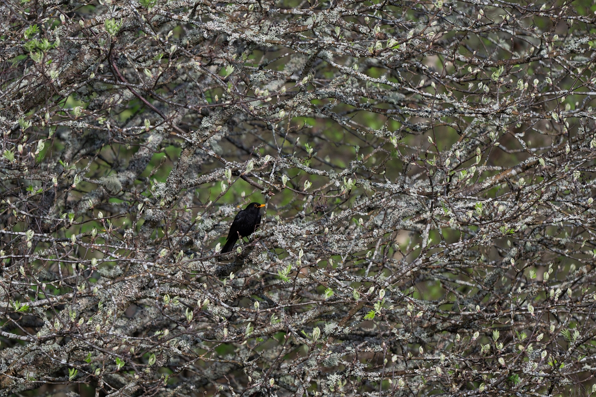 David Plant Photography - Wildlife Photography - Blackbird - M.jpg - Blackbird, Turdus merula, male - Cairngorms