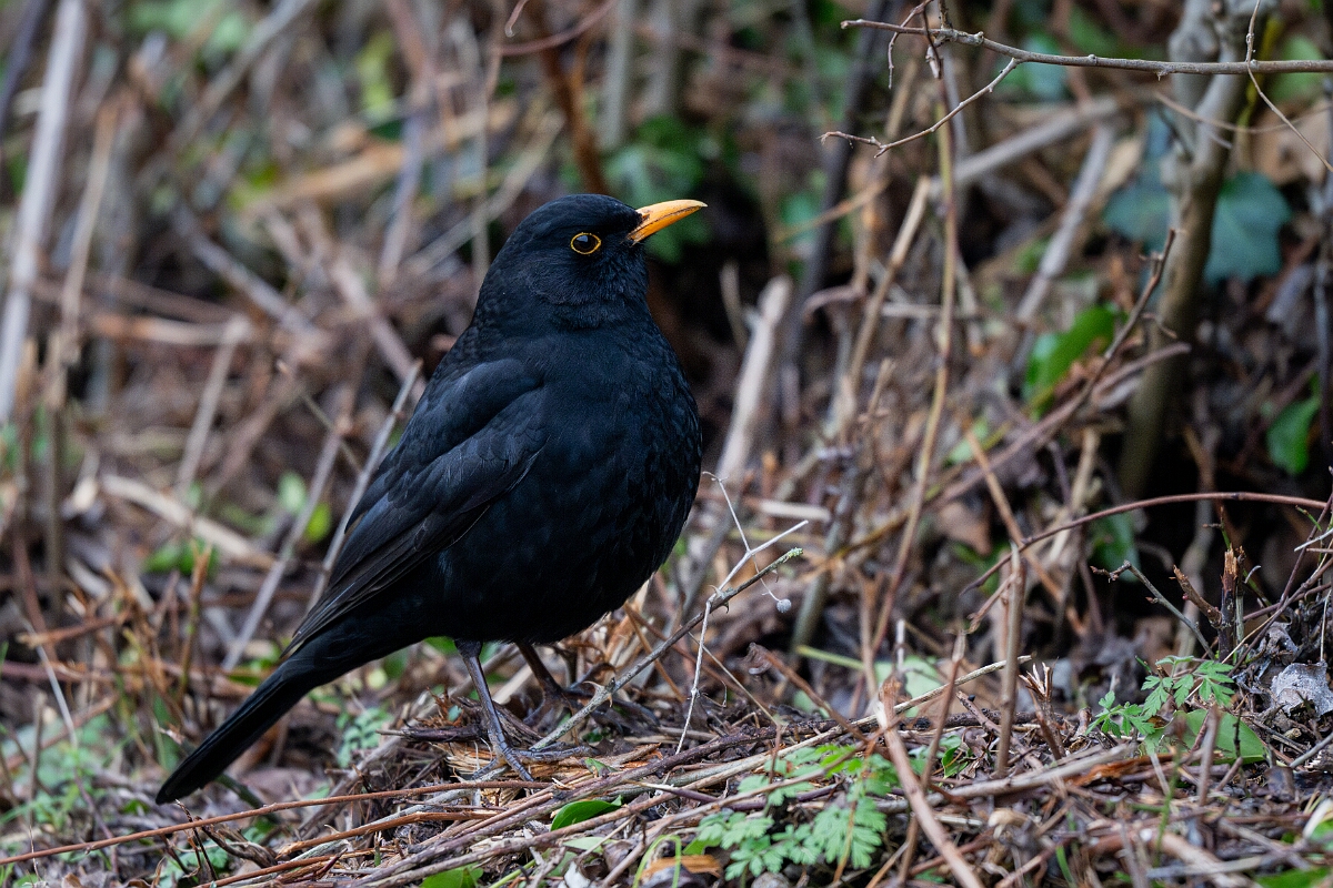 David Plant Photography - Wildlife Photography - Blackbird - O.jpg - Blackbird, Turdus merula, male - Norfolk