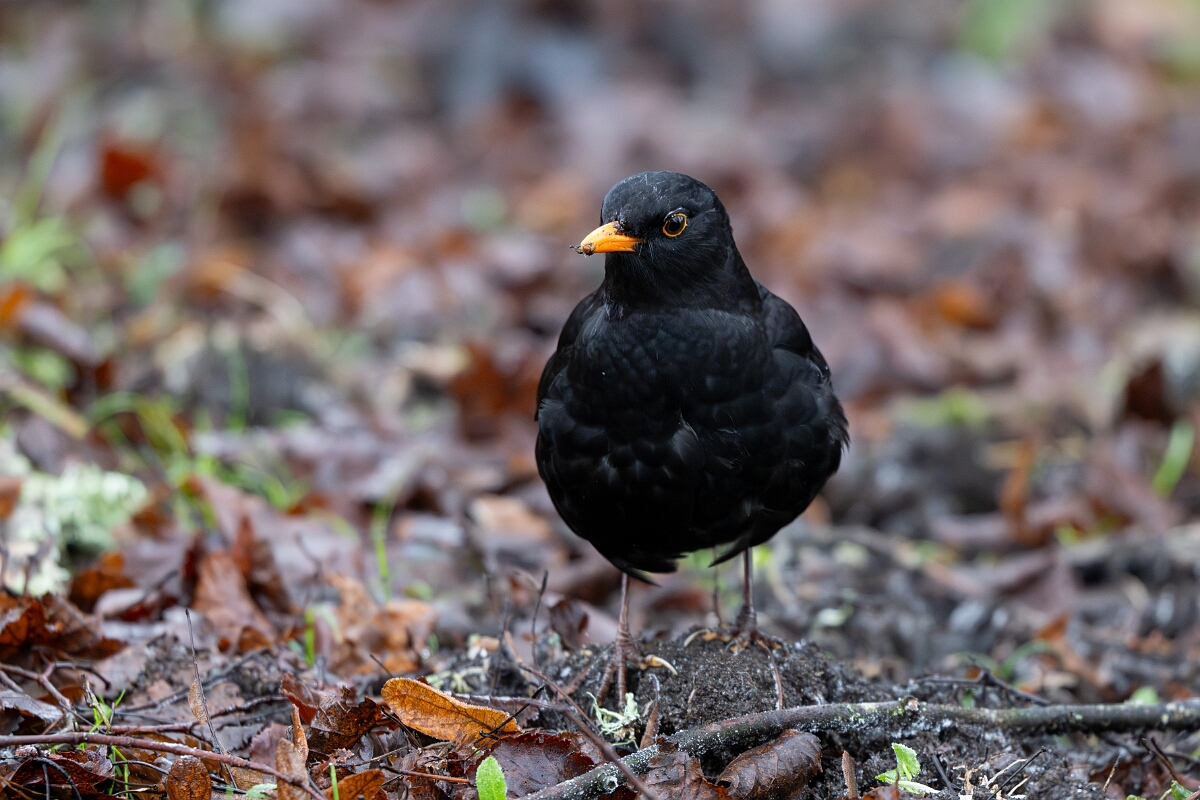 David Plant Photography - Wildlife Photography - Blackbird - Q.jpg - Blackbird, male - Gloucestershire