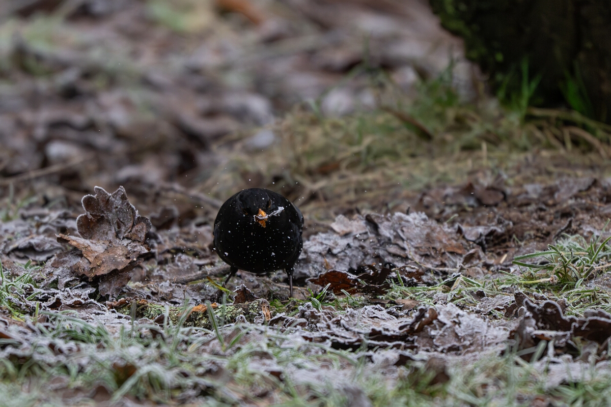 David Plant Photography - Wildlife Photography - Blackbird - R.jpg - Blackbird, male - Gloucestershire