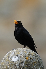 David Plant Photography - Wildlife Photographer - Blackbird male - E