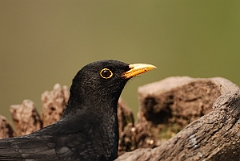 David Plant Photography - Wildlife Photography - Blackbird - F