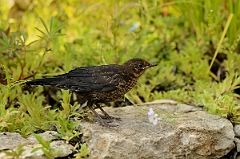 David Plant Photography - Wildlife Photography - Blackbird - H