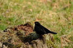 David Plant Photography - Wildlife Photography - Blackbird - J
