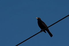 David Plant Photography - Wildlife Photography - Blackbird - K