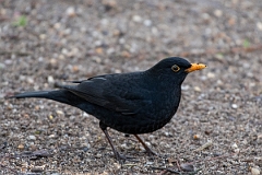 David Plant Photography - Wildlife Photography - Blackbird - L