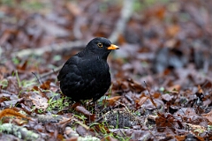 David Plant Photography - Wildlife Photography - Blackbird - P