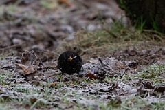 David Plant Photography - Wildlife Photography - Blackbird - R
