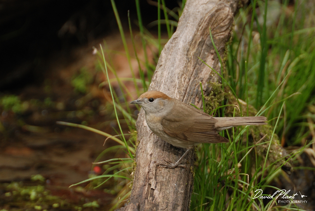 David Plant Photography - Wildlife Photography - Blackcap - E.jpg - Blackcap, female - Forest of Dean
