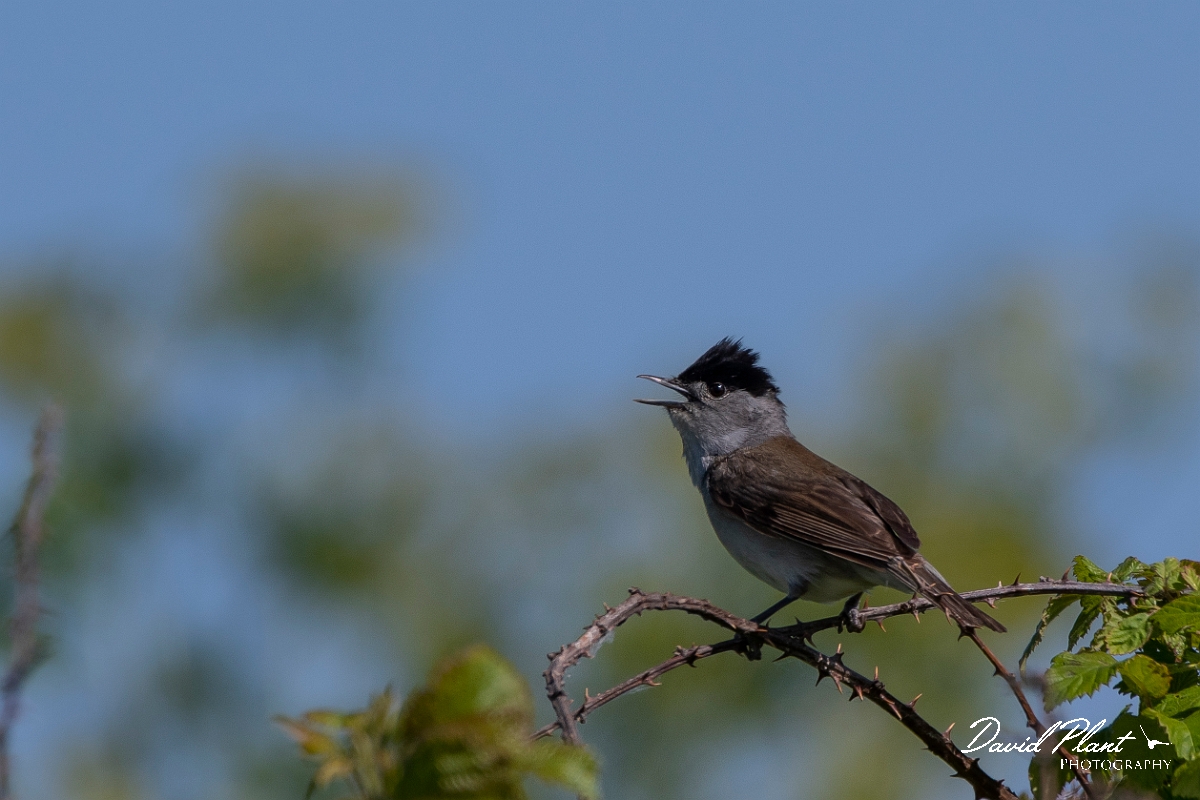David Plant Photography - Wildlife Photography - Blackcap - F.jpg - Blackcap, male - Kent