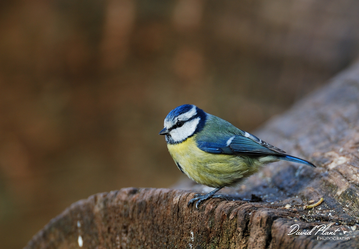 David Plant Photography - Wildlife Photographer - Blue tit - C.jpg - Blue tit - Forest of Dean
