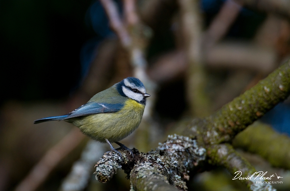 David Plant Photography - Wildlife Photographer - Blue tit - E.jpg - Blue tit - Gloucestershire