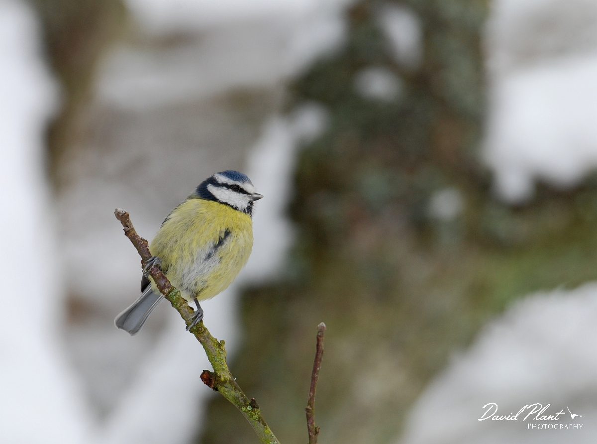 David Plant Photography - Wildlife Photographer - Blue tit - F.jpg - Blue tit - Gloucestershire