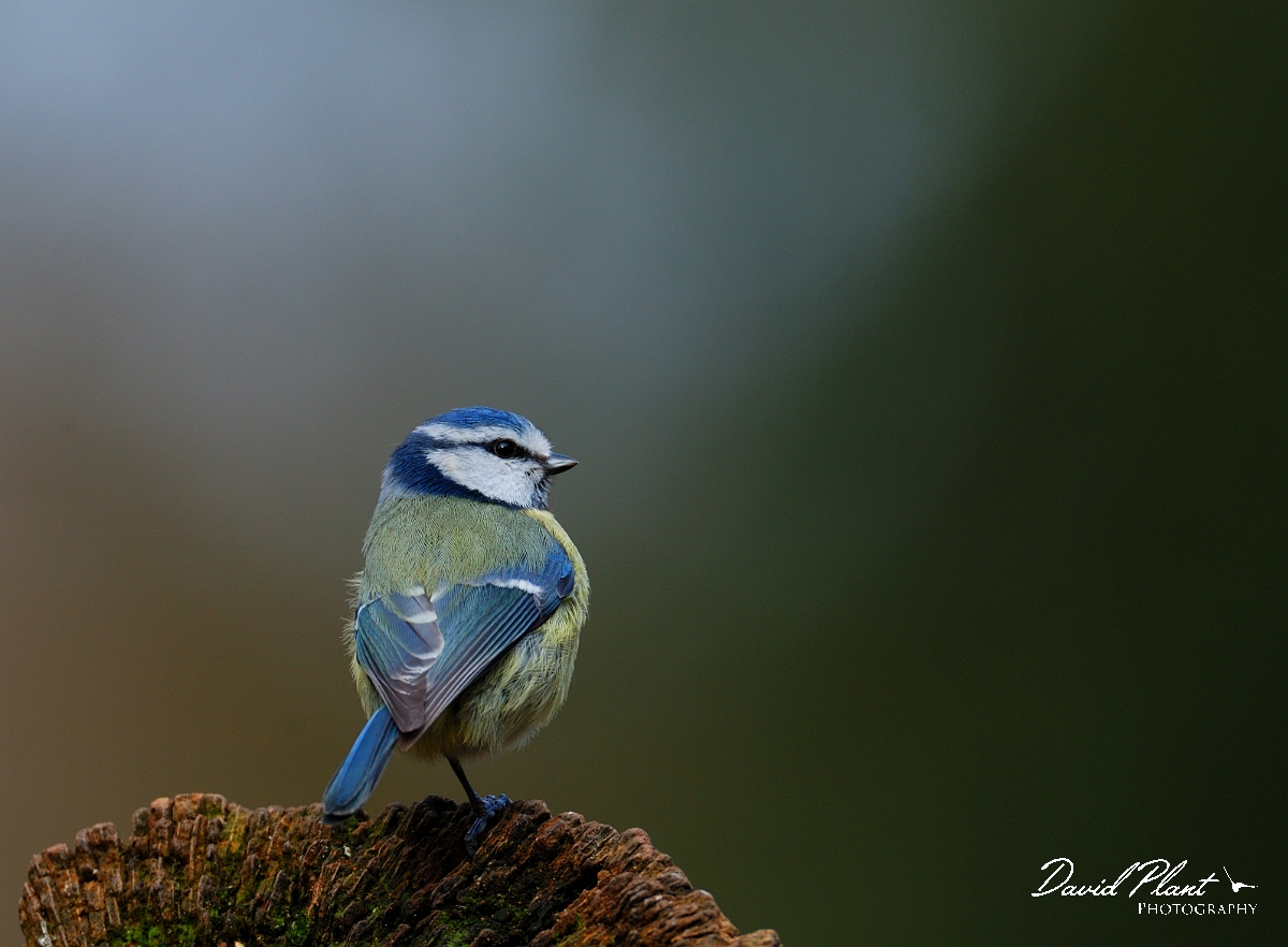 David Plant Photography - Wildlife Photographer - Blue tit - I.jpg - Blue tit - Forest of Dean