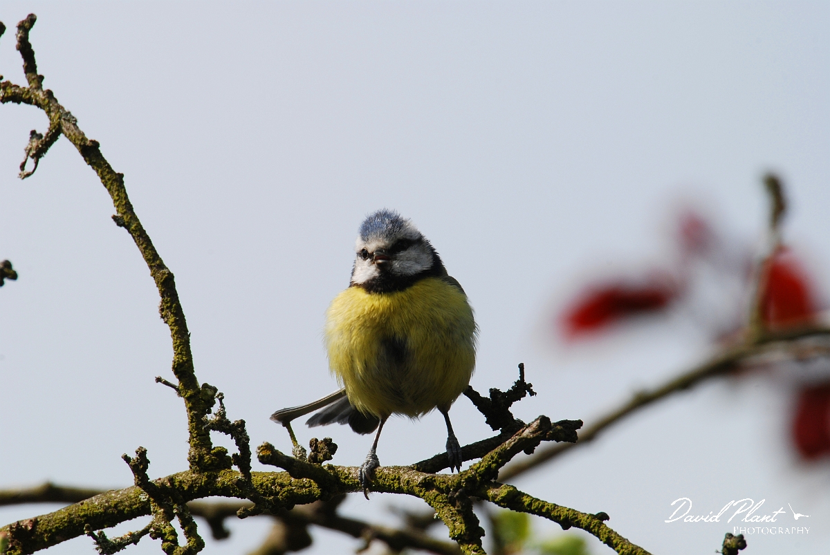 David Plant Photography - Wildlife Photographer - Blue tit - J.jpg - Blue tit - Cotswolds