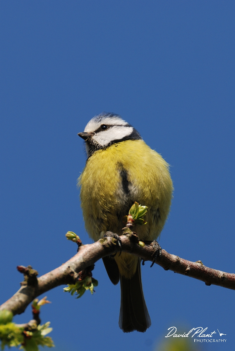 David Plant Photography - Wildlife Photographer - Blue tit - L.jpg - Blue tit - Cambridgeshire