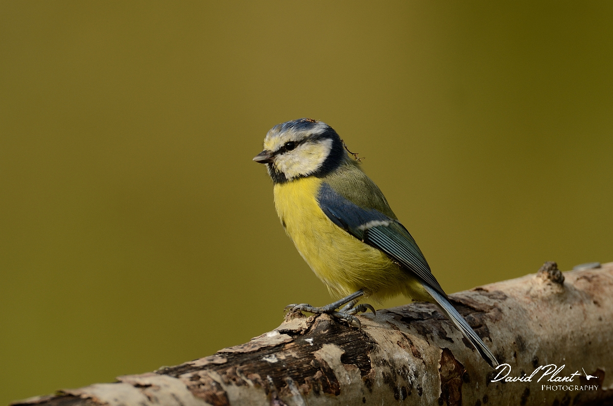 David Plant Photography - Wildlife Photography - Blue tit - N.jpg - Blue tit - Northamptonshire