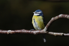 David Plant Photography - Wildlife Photographer - Blue tit - A