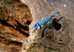 David Plant Photography - Wildlife Photographer - Blue tit - B