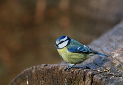 David Plant Photography - Wildlife Photographer - Blue tit - C
