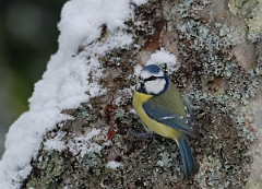 David Plant Photography - Wildlife Photographer - Blue tit - D