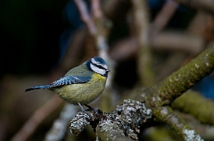 David Plant Photography - Wildlife Photographer - Blue tit - E