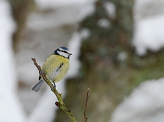 David Plant Photography - Wildlife Photographer - Blue tit - F