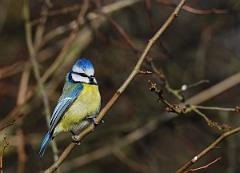 David Plant Photography - Wildlife Photographer - Blue tit - G