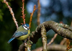 David Plant Photography - Wildlife Photographer - Blue tit - H